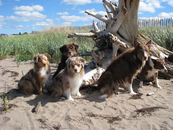 Some of our beautiful dogs enjoying the beach!