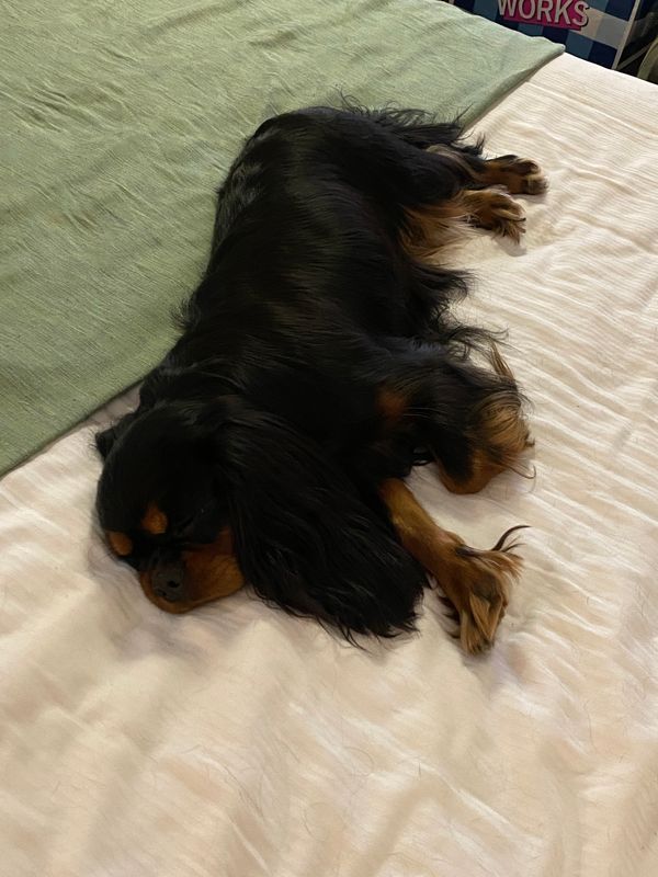 Dog shows are hard work