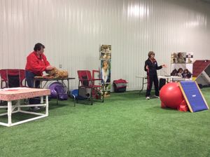 April 2017
Our Canine Conditioning seminar in April was a huge success. Participants learned theory & exercises to keep their canine companions in top physical condition whether competing or not.
The Steacy Labs were excited to demonstrate exercises to keep dogs fit at any age.
