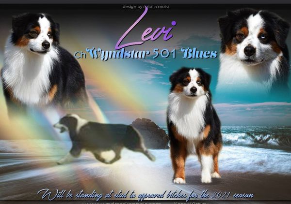 GCh. Wyndstar 501 Blues