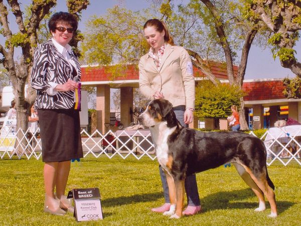 Wookie Best of Breed Yosemite Kennel Club 2012