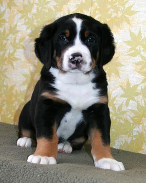 "Geordi" 6 weeks old