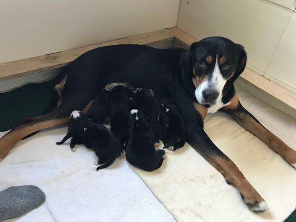 Wesley joins Mama "Ada" and her brood of 7 at TreeNSea. Thank you Maria Jensen!