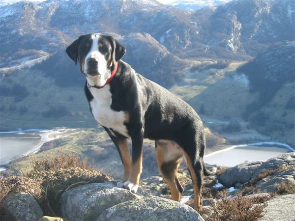 Snowy Mountain's Ultra Jada "Jada" owned by Lisbet Aarum in Norway.