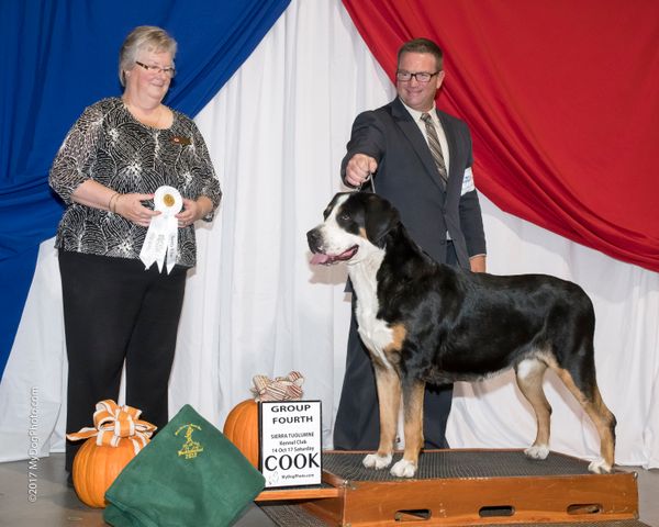 Sierra-Tuolumne KC, October 2017. Thank you judge Kristen Francis and handler Joshua Hargis.