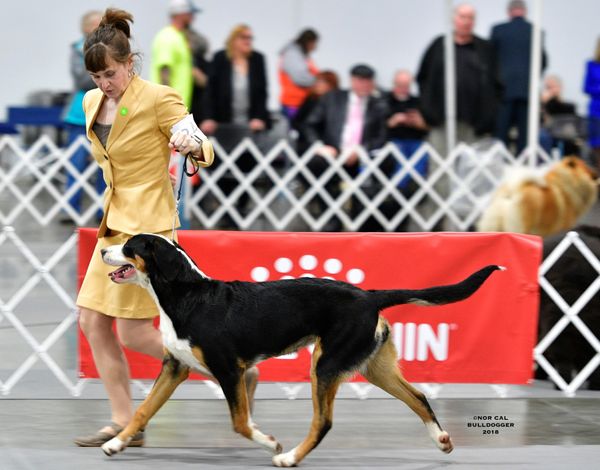 Showing at Portland Rose City Classic January 2018 (7 months)