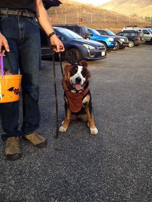 Happy Halloween From Nexpa the Ewok