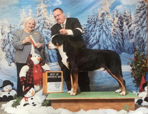 Connor winning 3 Grand Champion Majors in Indianapolis, February 2018. 18 months.