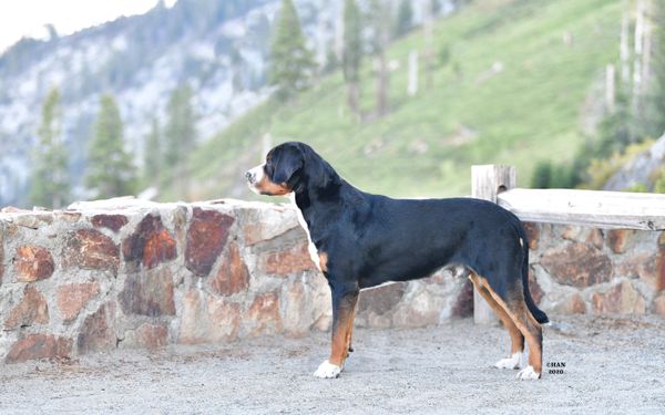 Geordi, June 2020, Yosemite