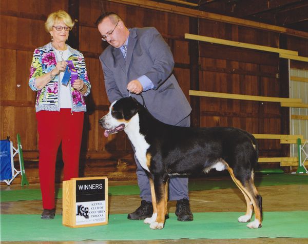 Connor's first major - 4 pts. 13 months old. Thank you judge Keke Kahn.