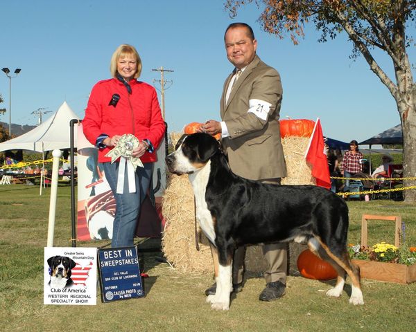 Obi's championship day, pictured going Best in Sweeps at the GSMDCA Western Regional. Thank you judge Nancy Guarascio.