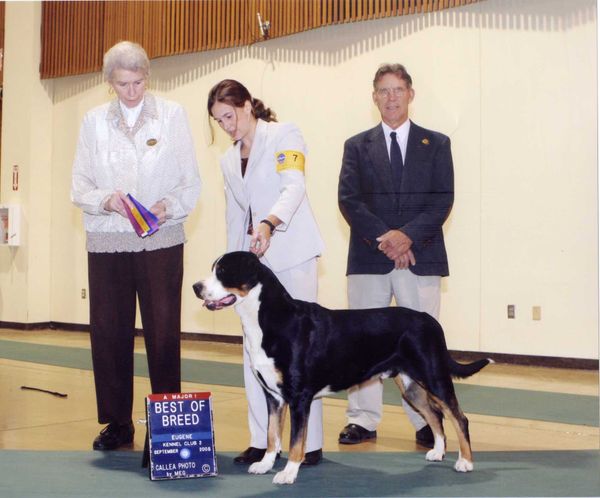 CH Snowy Mountain's Uncle Sam "Sammy" shown to his championship by Norm Christensen and Holly. My first bred-by Champion, I loved showing Sammy and showed him to all his points except one major. Owned by Sara Messer.