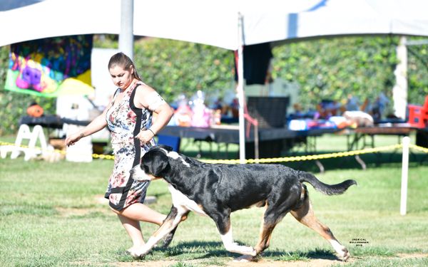 Obi at the 2018 GSMDCA Western Regional where he was Winners Dog, Best of Winners to finish his championship under judge Dana Cline.