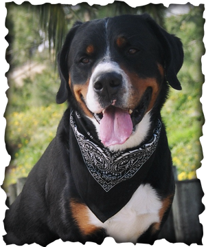 Int/AKC CH Snowy Mt Kodiak of Destiny NWPD TT CGC