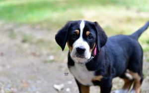 Geordi x Nexpa puppy "Summit", 2020