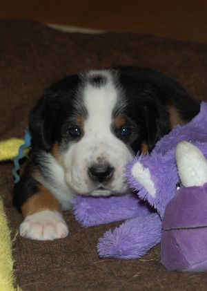 Baby Highlander at Trout Creek! Thank you nurse-mama Dash and to Bonnie Huett for raising our singleton with her single puppy Coal.