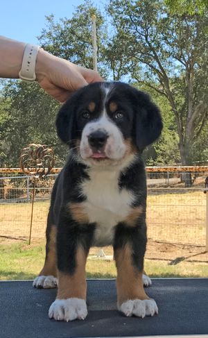 7 weeks "red boy"