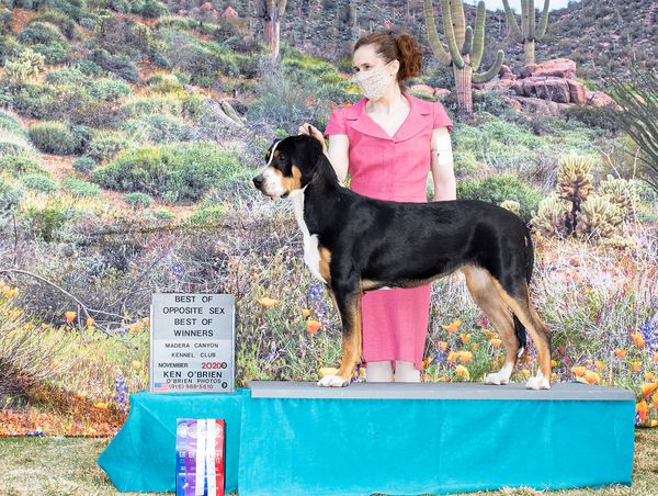 Summit's First Points, at her first show in November 2020, Tucson, AZ.