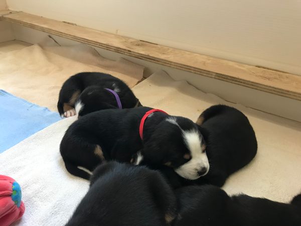 Wesley (red collar) three weeks and growing strong at TreeNSea