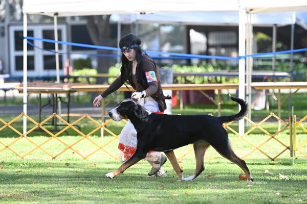 Summit, Woofstock 2021, age 18 months.