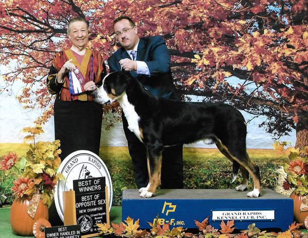 Connor, New Champion! Owner-handled by Mike Rusk. November 2017, 15 months. Thank you judge Carolyn Herbel.