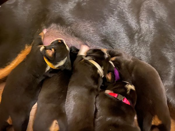 12 days old group nursing