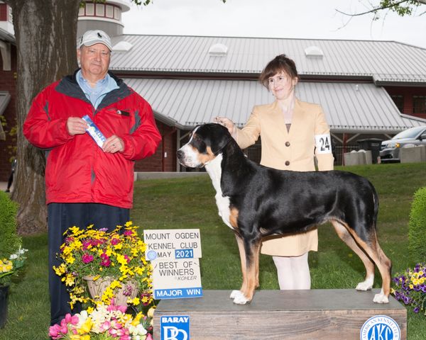 Summit was awarded Winners Bitch out of an entry of 10 bitches for her first major. Thank you judge Jay Richardson. Age 13 months.