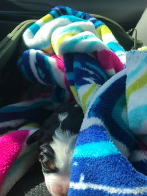 Wesley 5 days old travels to TreeNSea