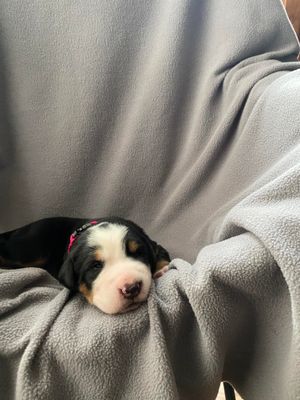 Pink Collar Girl