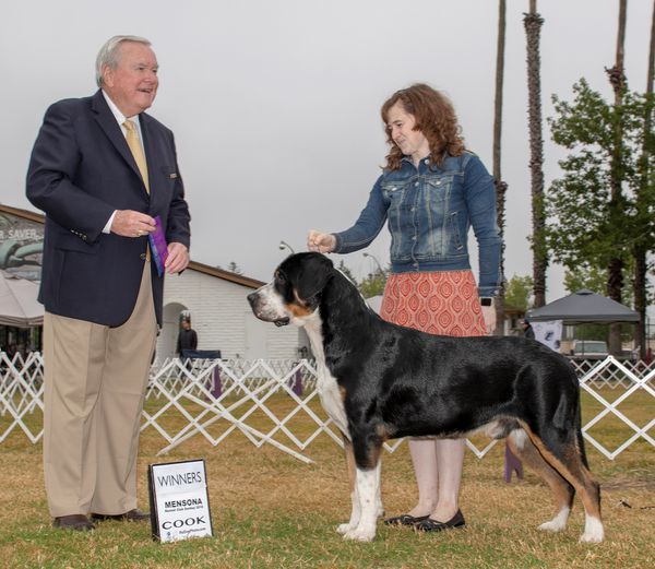 Winners Dog, Mensona KC, Santa Rosa, CA. Age 14 months.