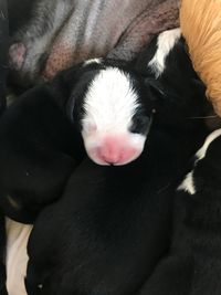 White Boy "Gib" RIP sweet boy