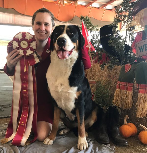 Alta winning Best of Opposite Sex in the GSMDCA Western Regional Specialty, as well as Best of Breed Owner-Handled. October 2020.