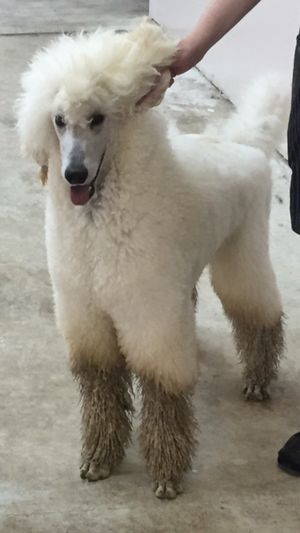 Boys will be boys. Bravo had a little mud treatment before his bath.