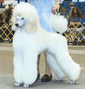 Jewel earn her AKC Championship title on May 25, 2015 at 15 months of age. She is a sound girl with nice movement and balanced angles. She has a lovely eye, excellent feet, dense coat, and correct tail carriage.
She is an absolute joy is be around. She lights up the room when she enters it and she is fully aware of how cute she is.
Her spunky, playful, poodly personality is perfectly balanced by her ability to switch to a calm therapeutic demeanor when the situation calls for it.
When she was born my youngest daughter said "It's Jewel, It's Jewel! I've prayed for her and she's here." At this point we didn't even know if she was a female. Sure enough she was female. Fast forward 8 weeks and we knew that we had indeed found a treasure. This is how the name Azel's Eureka I've Found Treasure "Jewel" came about.