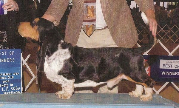 Ch Trumbull's Jay Leno (frozen semen available)