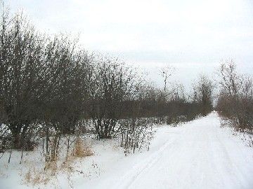 The diverging "Old Road" just east of Sibley Ave., formerly Victoria Road. The contour of the "Missing Link" mainline can be seen to the left. The view is looking east towards Sturgeon Road. 2008.