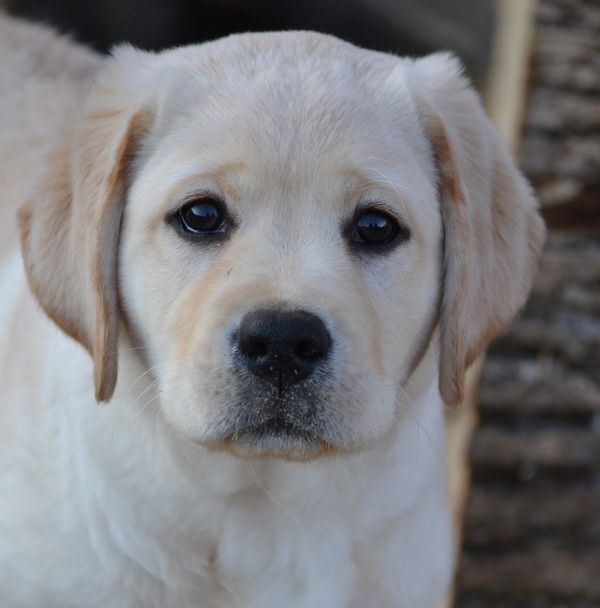 Stache @ 10 weeks