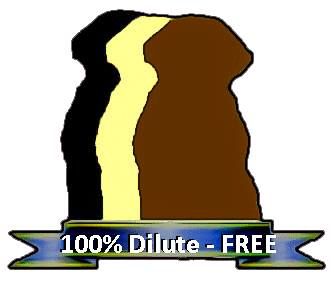 We are proud to PROVE our Labradors are 100 percent pure and do NOT carry the foreign dilute gene.