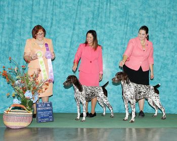 Quinn wins Best in Sweeps Under Breeder Judge Melissa Campbell.- While her Littermate Borther "KC" goes Best Op- an exciting day for these pups and their Mommas!
