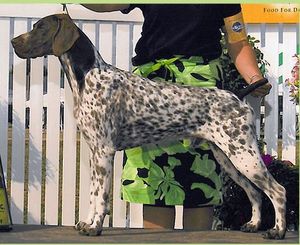 CH Star K's Mile Hi Carlos Stardust
"Carlos"
(MBISS Am/Can CH White River's Ziggy Stardust JH X BIS NSC CH Kan-Point's VJK Autumn Roses)
OFA=Hips =GOOD ~ CD=Normal ~ Eyes=Cerf ~Cardiac=Normal
CD=Normal ~ VWD=Normal
Chic # 60448
Co-Owners : Valerie Nunes-Atkinson and Yvonne Hassler-Deterding
Click on image to link to VJK-MYST Website