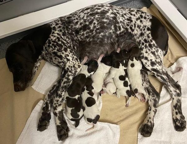 Newborn Puppy Pile