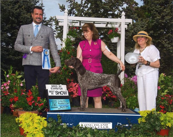 Merry winning Best Bred By In Show at the Long Island Kennel Club!