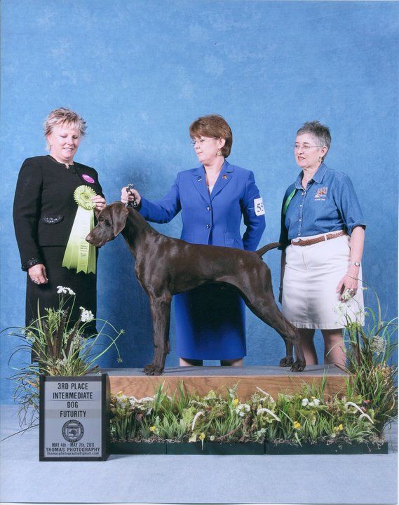 Ch. Claddagh's Legendary Knight RN CGC
(Ch. Riverside Drive JH x GCh. Claddagh's Knight 'N Gael RN CGC)