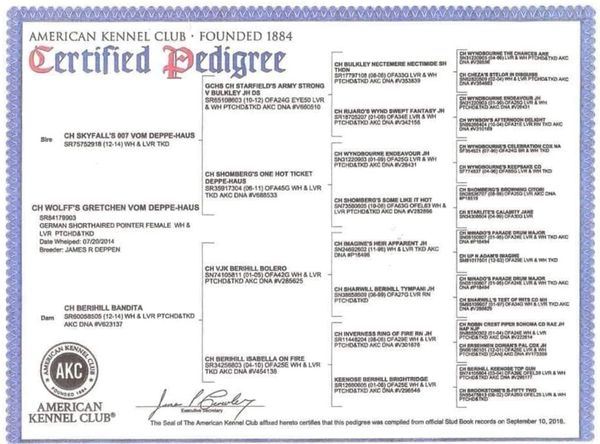 Gretchen's Pedigree (dam)