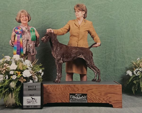 Grand Champion Claddagh's Wild Knights at Woods Hafen RN
(Ch. Claddagh's Knight To Remember CD RE JH VC CGC TDI x Ch. Quinsea's Hollywood Wildcat)