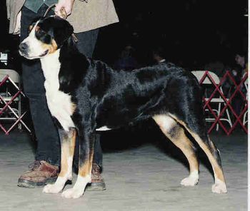 Von Thralls Suddanly Bewitched, Am TT, Swedish TT, CGC, HIT, TDI, ROM (Sami) - Top Producing Brood Bitch in US in 2004-2005. Thank you to Juanita Thrall Jones, Dan Campeau.