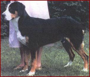 Ch. Sudbach X-tra Stout, TT, CGC, CD, HIT, ROM Patrick was out of my first homebred litter. He was #1 dog in US in 1995,and he was Sire of 4 Westminster winners.