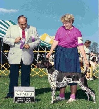 Ch. Olde Ridge Pretty Nikki (Ch. Weinland's Hometown Hero x Ch. Olde Ridge Naughty Nelly) 1989 GSPCA Show Dam of the Year owned by Irv Loock