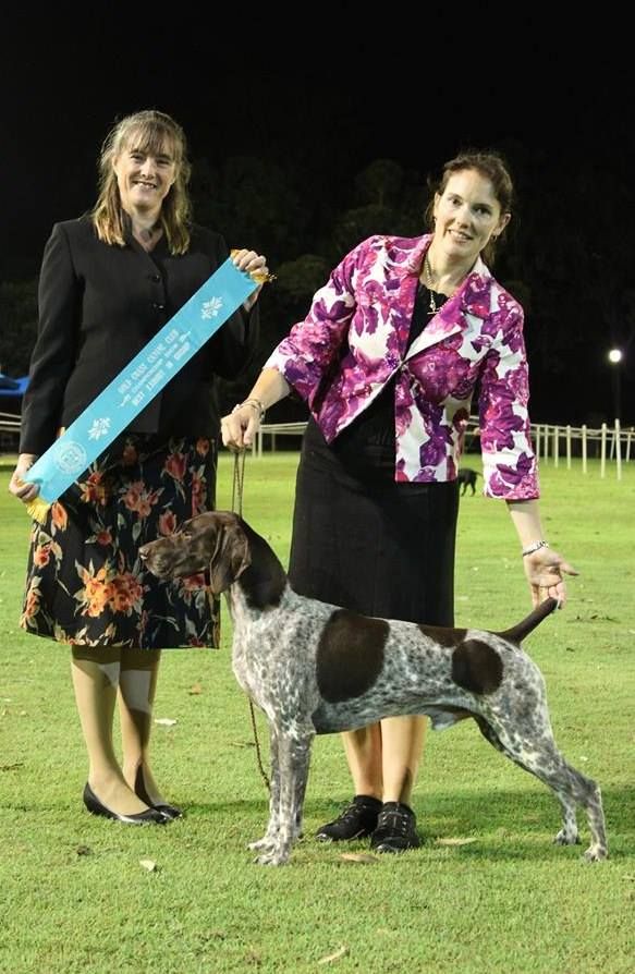 Aust./Am. Ch. Olde Ridge Wishing On A Star
Sire : Ch. TRF White River Howlin At The Stars, JH
Dam : Ch. Olde Ridge She's My Pick
Bred by : Ann King Wallace
Owned by : Jade Norman and Karen CLark