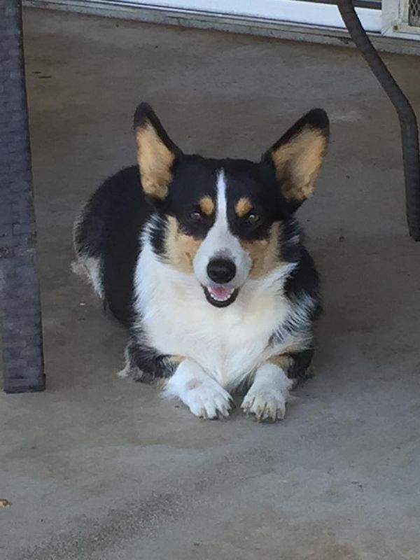 CR ANNIE OAKLEY
A BLK TRI FEMALE
DM N/A & vWD N/N